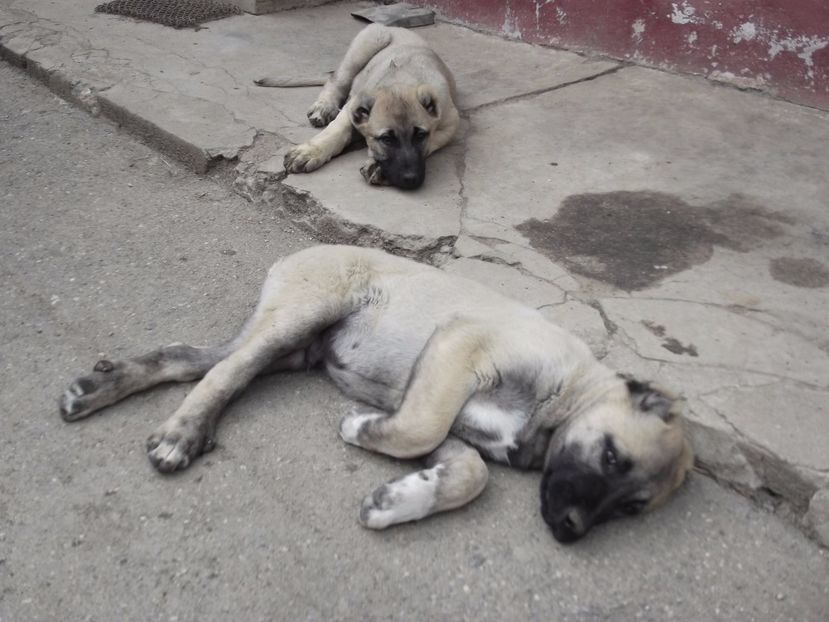 Masculi kangal la 10 saptamani - CATEI KANGAL DE VANZARE