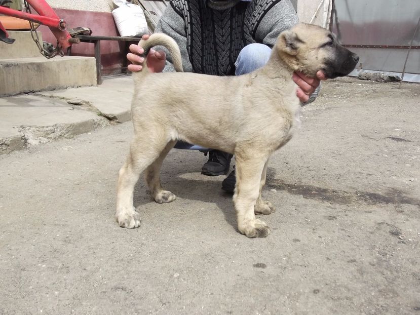 Mascul kangal la 10 saptamani - CATEI KANGAL DE VANZARE