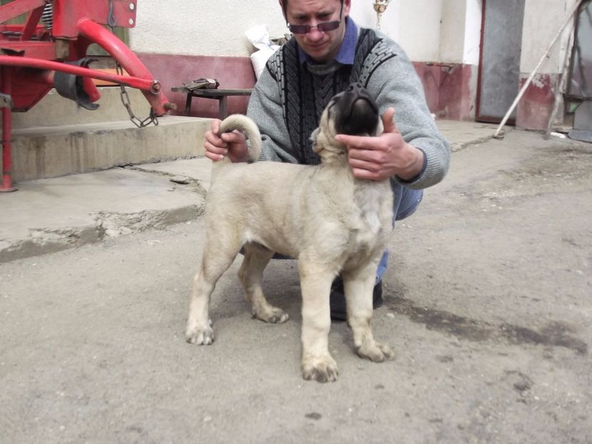 Mascul kangal la 10 saptamani - CATEI KANGAL DE VANZARE