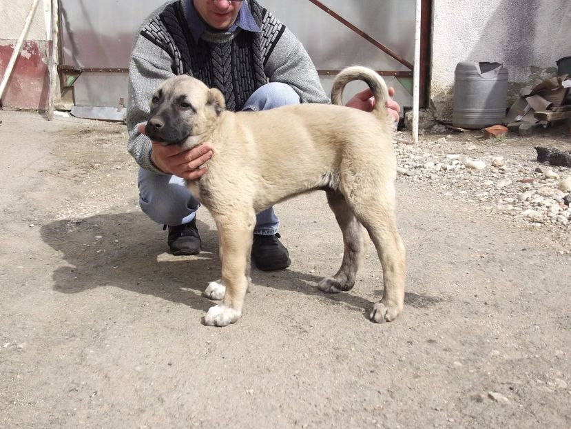 Mascul kangal la 10 saptamani - CATEI KANGAL DE VANZARE