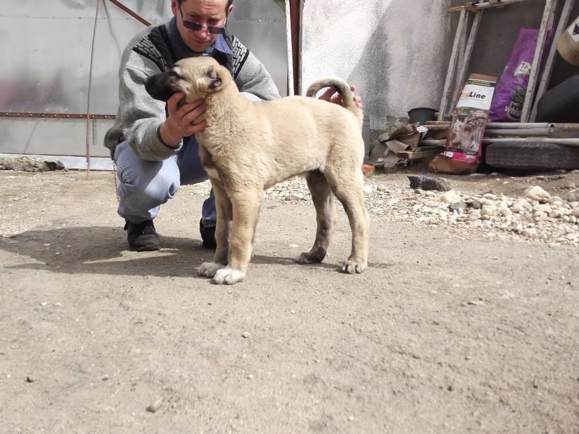 Mascul kangal la 10 saptamani - CATEI KANGAL DE VANZARE