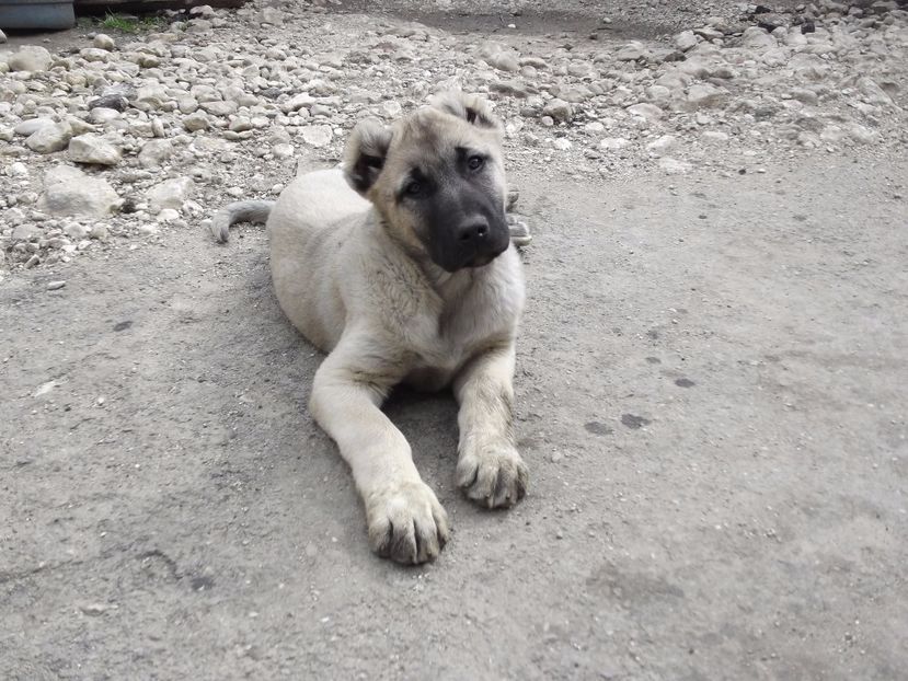 Mascul kangal la 10 saptamani - CATEI KANGAL DE VANZARE