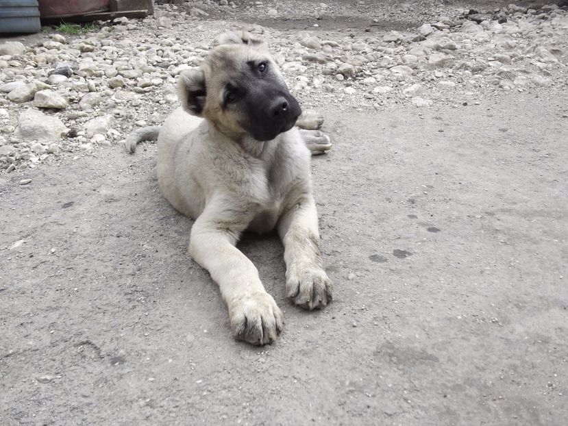 Mascul kangal la 10 saptamani - CATEI KANGAL DE VANZARE