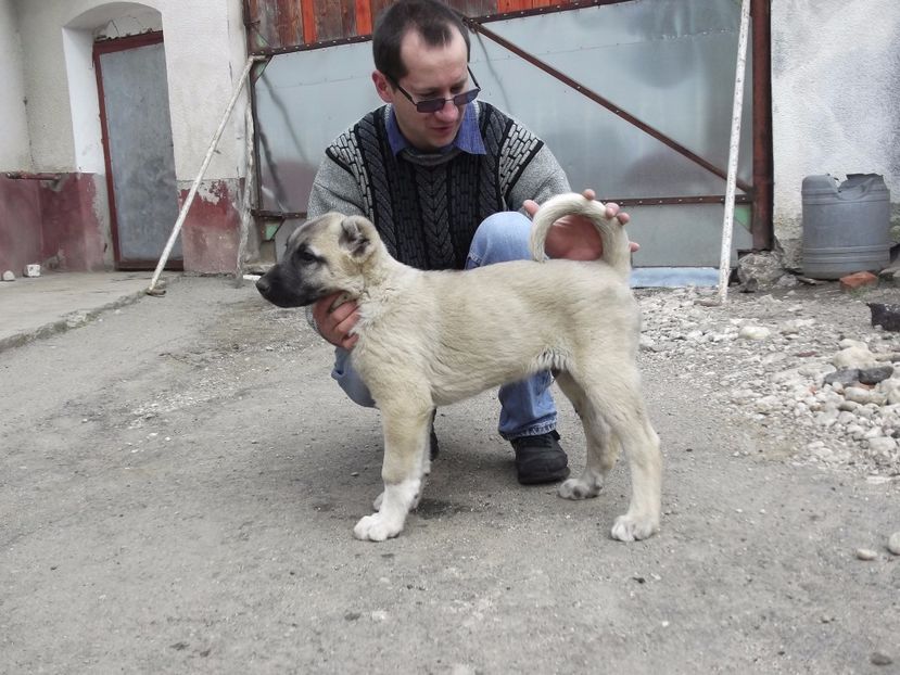 Mascul kangal la 10 saptamani - CATEI KANGAL DE VANZARE