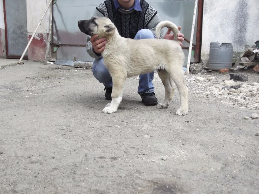 Mascul kangal la 10 saptamani - CATEI KANGAL DE VANZARE