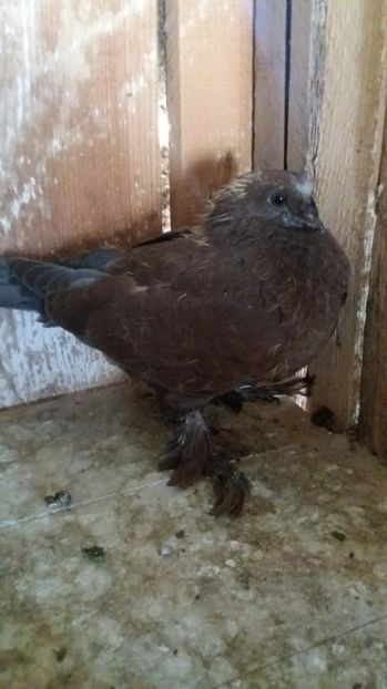 Fratele meu e dublumotat dar si eu sunt frumos - Pui JDB 2017