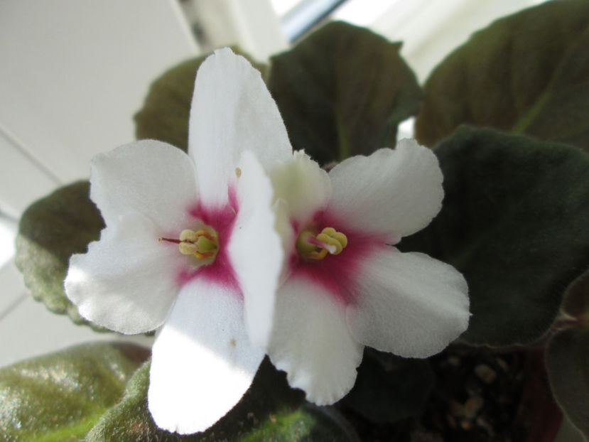  - NEFITOASE - doar - frumoase