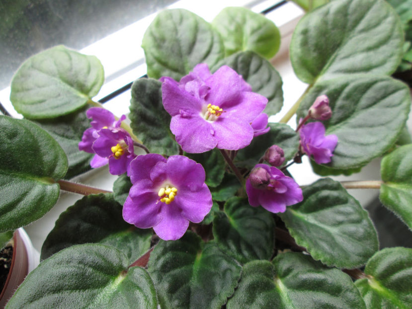  - NEFITOASE - doar - frumoase