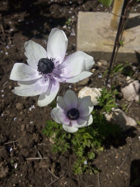 11.05 - gradina 2017