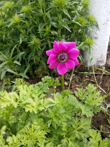  - gradina 2017