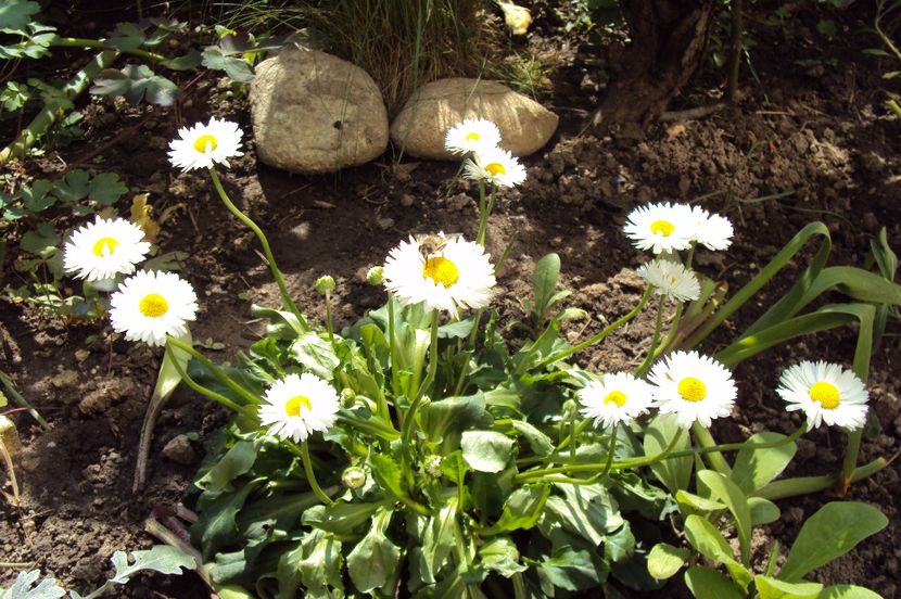  - GRADINA 2017