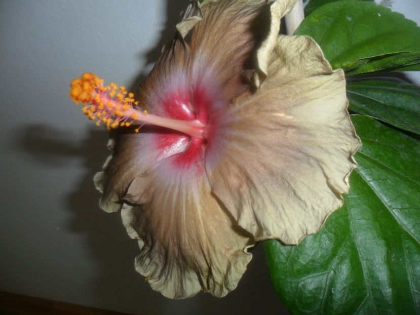  - indian madam curie