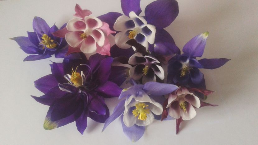  - aquilegia 2017