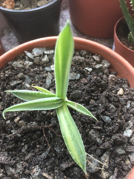  - Colectia mea de agave