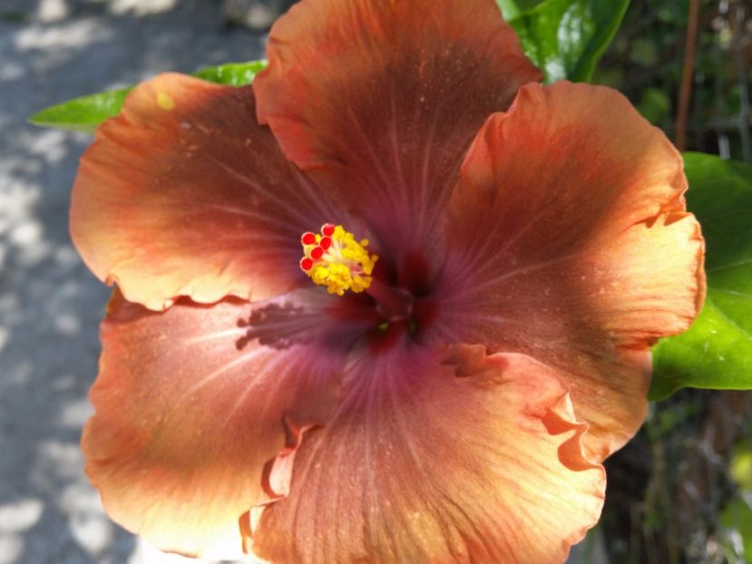 Tahitian sophistication - Hibiscusi 2017