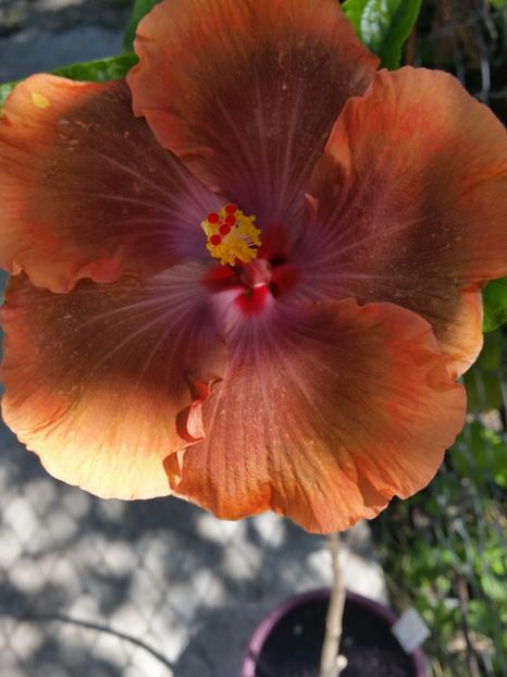 11-05-2017 - Tahitian Sophistication