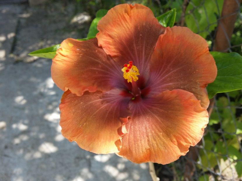 Tahitian sophistication - Colectia mea de hibiscusi