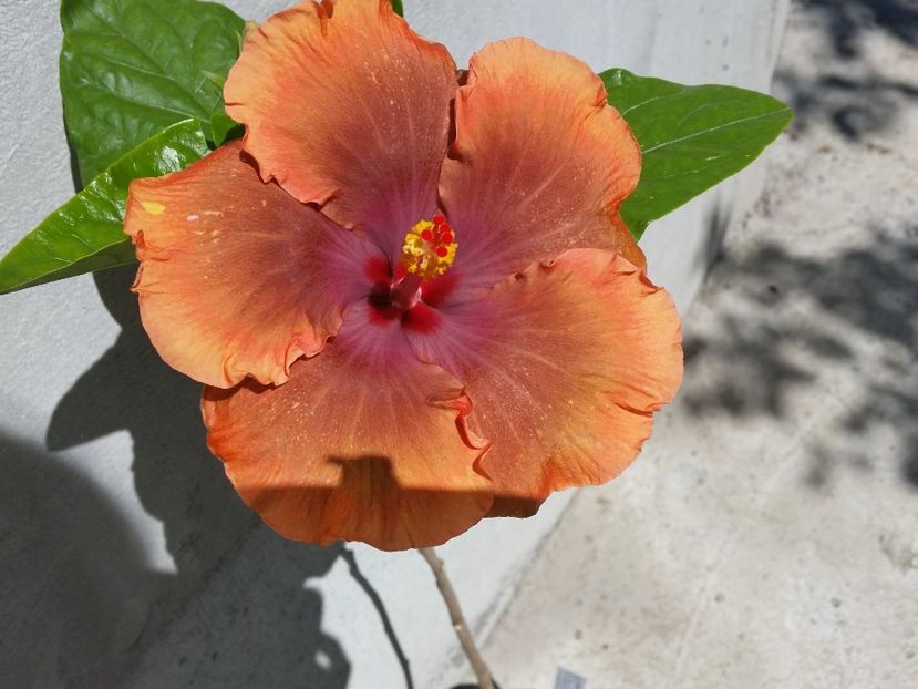  - Tahitian Sophistication