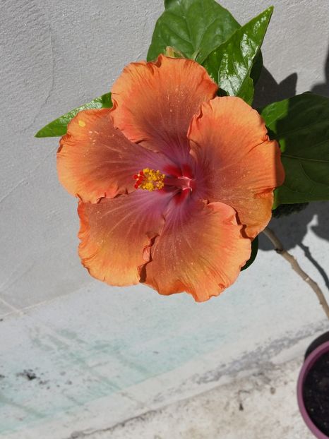  - Tahitian Sophistication