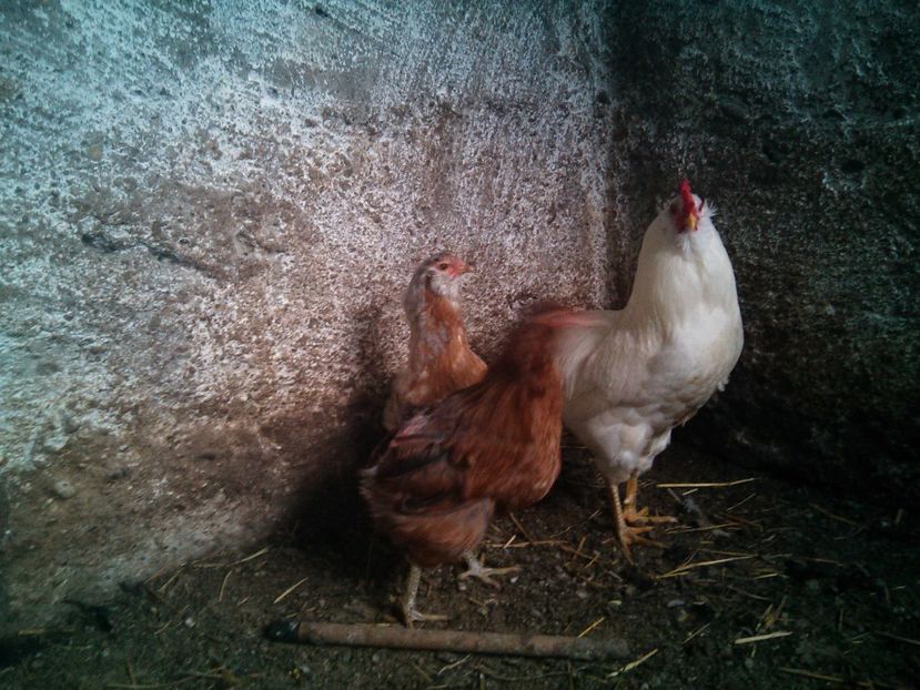  - Gaini Araucana