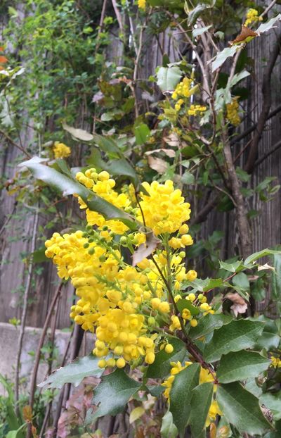 Mahonia - Arbusti 2017 23 24