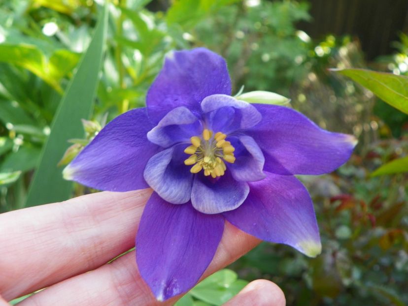 11 mai (3) - Aquilegia 2017