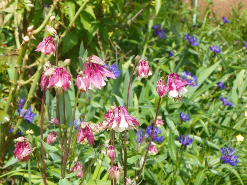 11 mai (21) - Aquilegia 2017