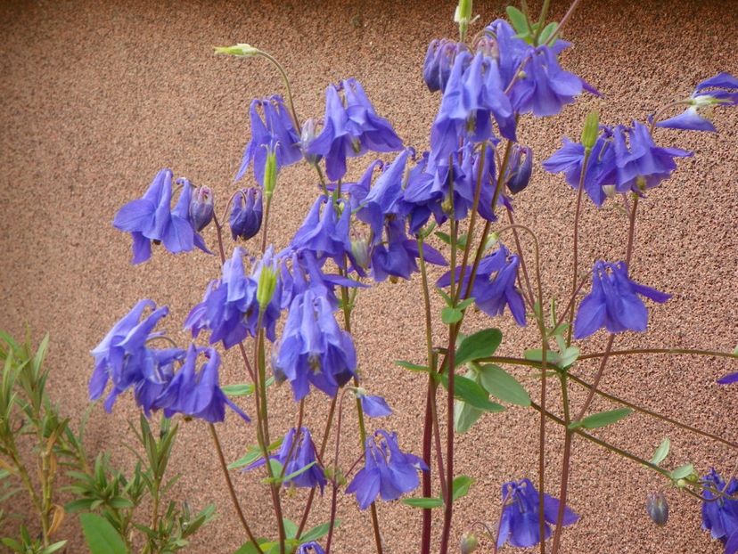 11 mai (35) - Aquilegia 2017