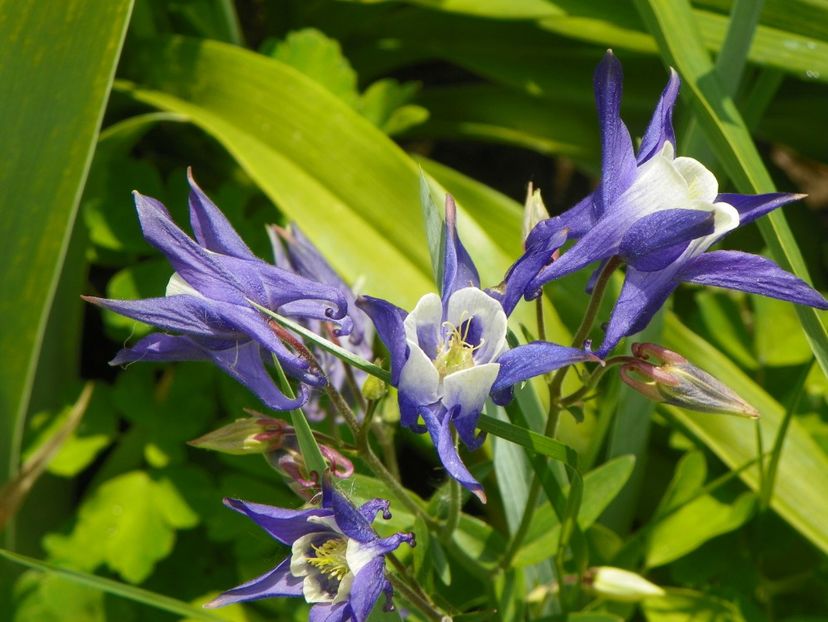 11 mai (60) - Aquilegia 2017