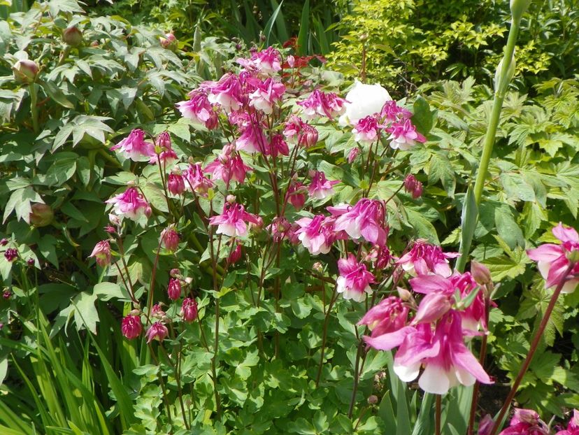 11 mai (66) - Aquilegia 2017