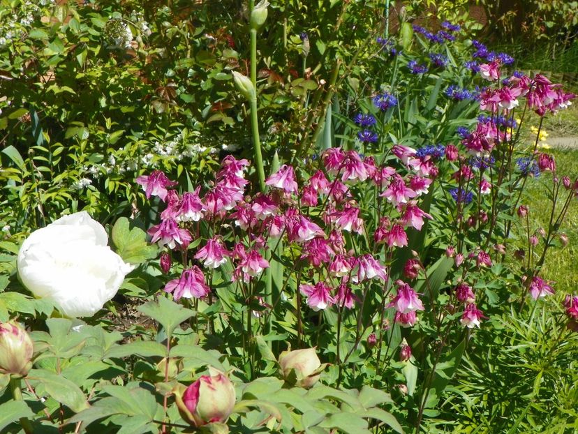 11 mai (79) - Aquilegia 2017