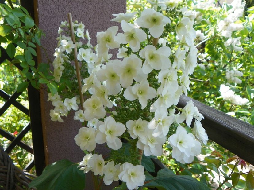 hydrangea quercifolia Snowflake - Copacei si arbusti 2017