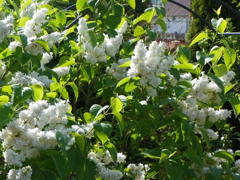 liliac alb batut - Copacei si arbusti 2017