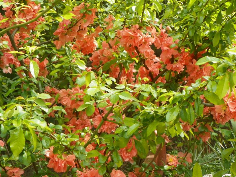 chaenomeles Cameo - Copacei si arbusti 2017