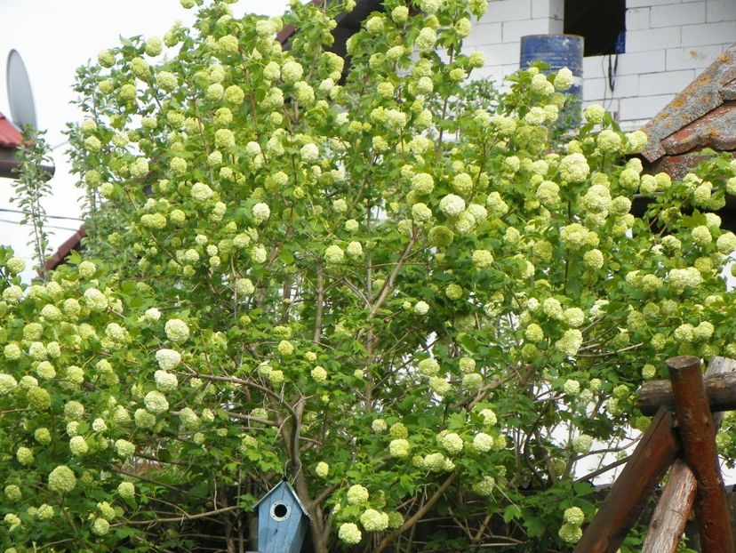 viburnum opulus Roseum - Copacei si arbusti 2017