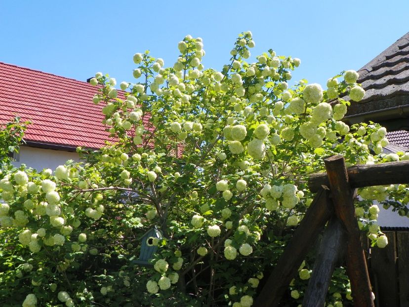 viburnum opulus Roseum - Copacei si arbusti 2017