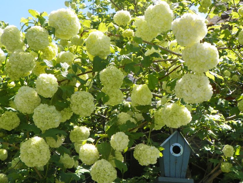 viburnum opulus Roseum - Copacei si arbusti 2017