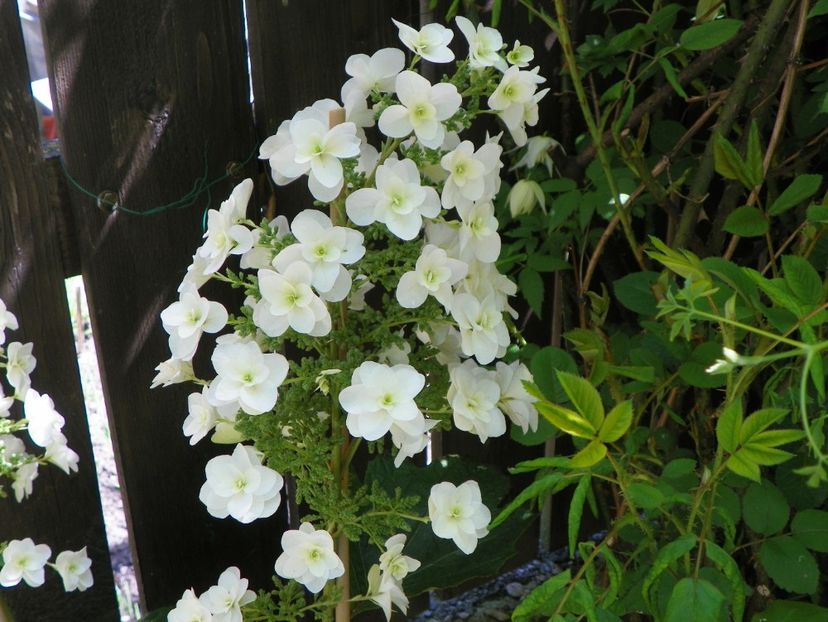 hydrangea quercifolia Snowflake - Copacei si arbusti 2017