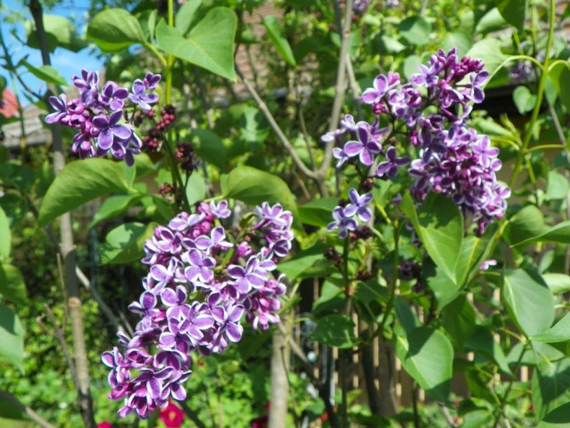 syringa Sensation - Copacei si arbusti 2017