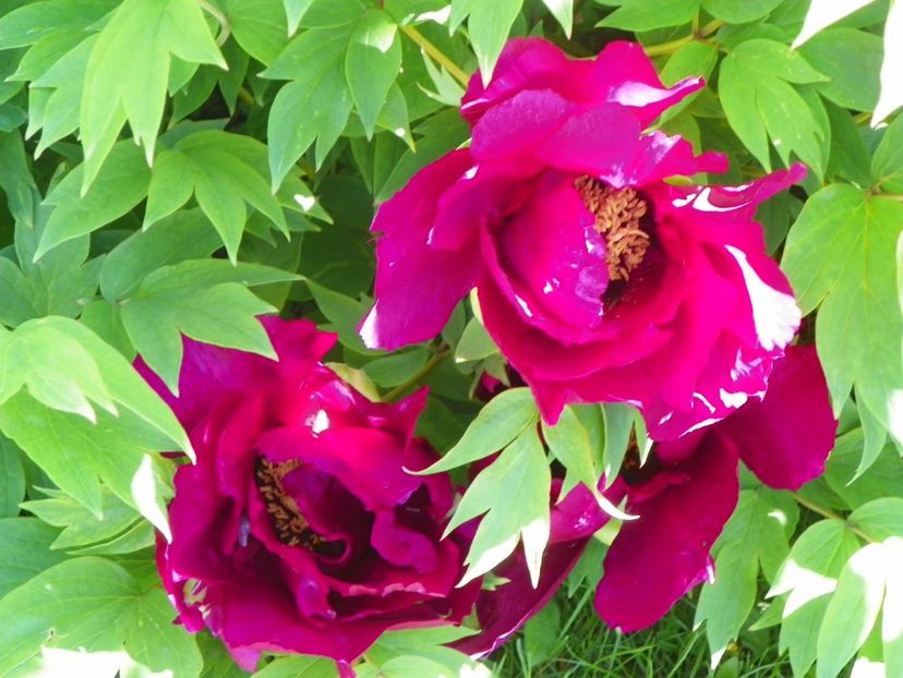 Negricans - Bujori arbustivi si itoh 2017