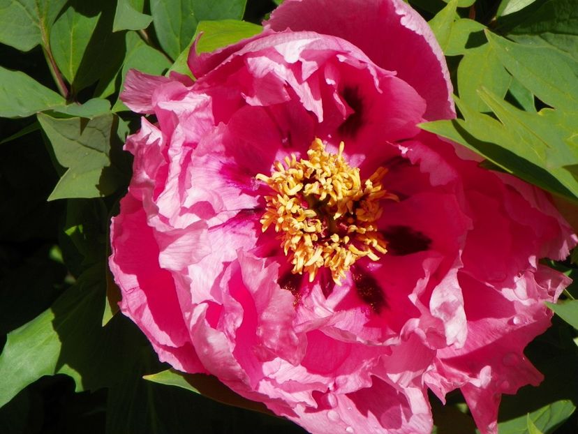 Yin Hong Qiao Dui - Bujori arbustivi si itoh 2017