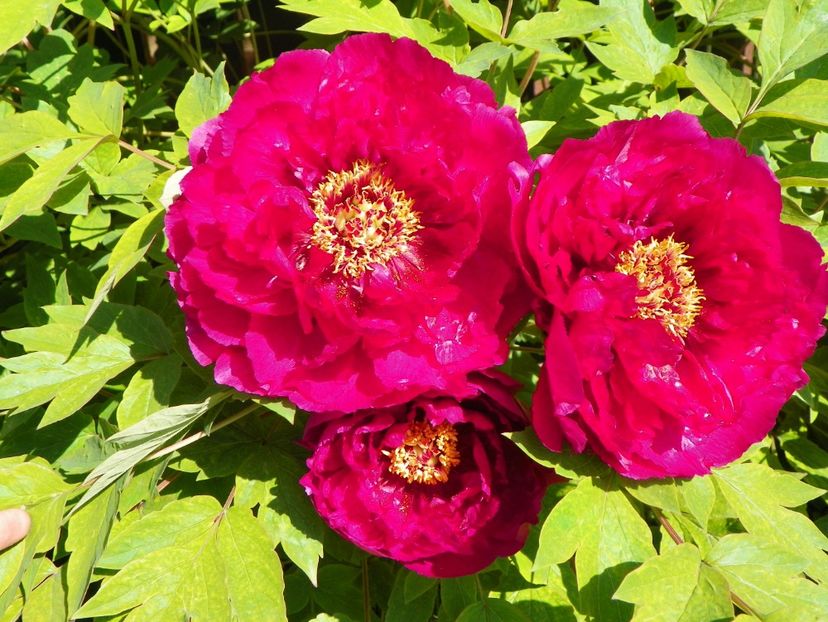 Luo Yang Hong - Bujori arbustivi si itoh 2017