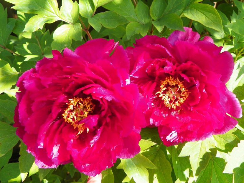 Luo Yang Hong - Bujori arbustivi si itoh 2017