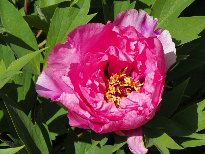 Yin Hong Qiao Dui - Bujori arbustivi si itoh 2017