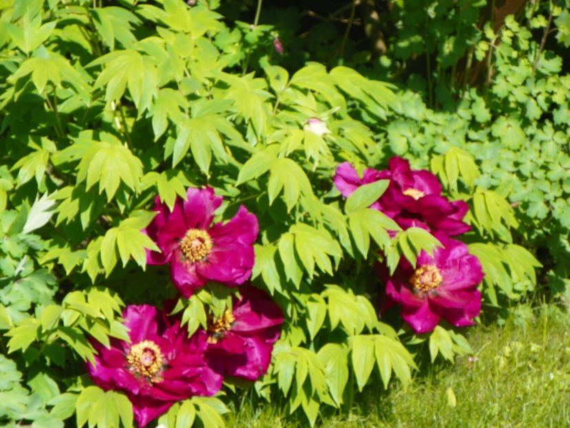 Negricans - Bujori arbustivi si itoh 2017