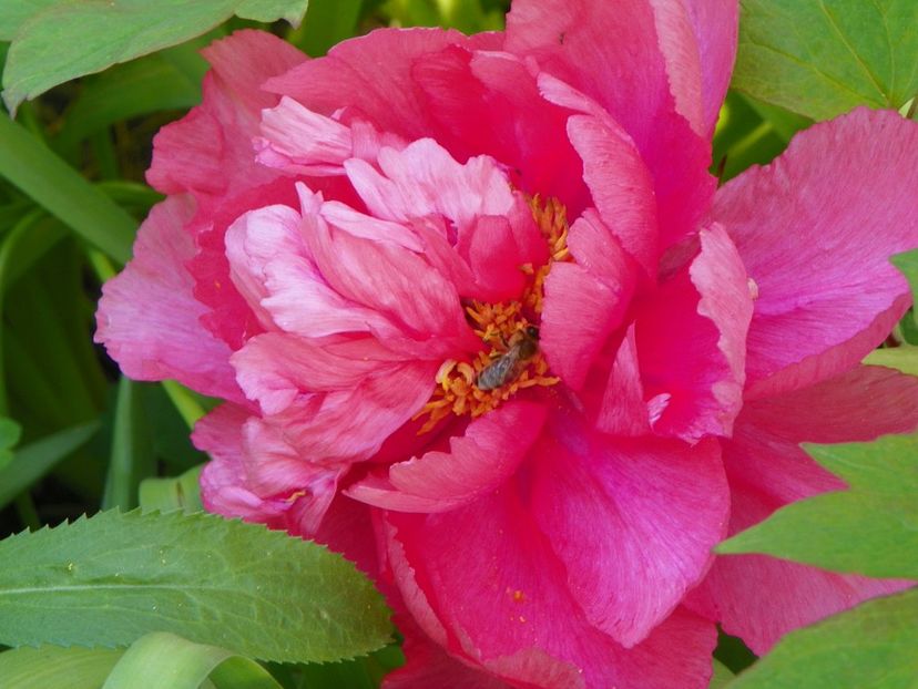 Souvenir d'Etienne Mechin - Bujori arbustivi si itoh 2017