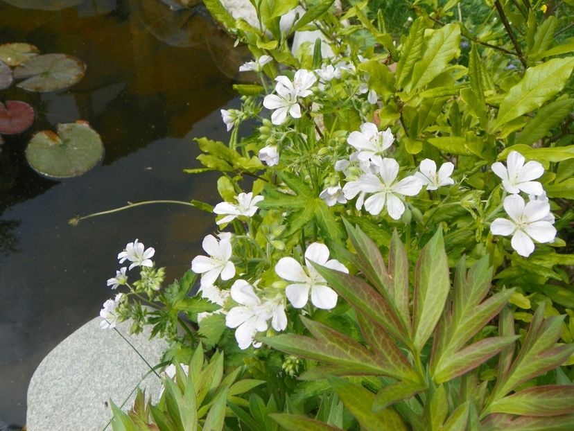 NN - rasarit spontan in gradina - Geranium 2017