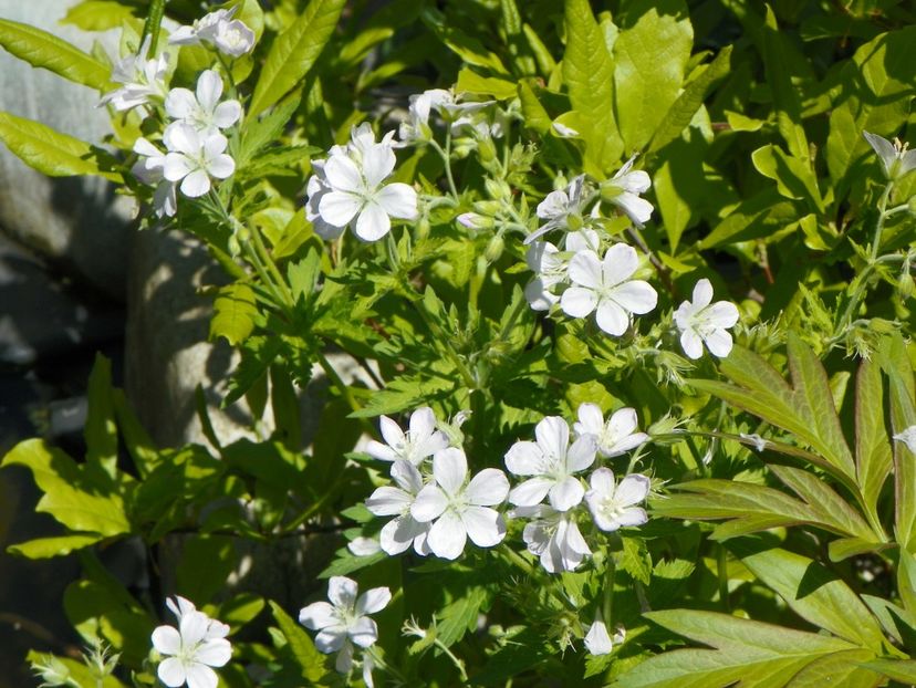 NN - rasarit spontan in gradina - Geranium 2017