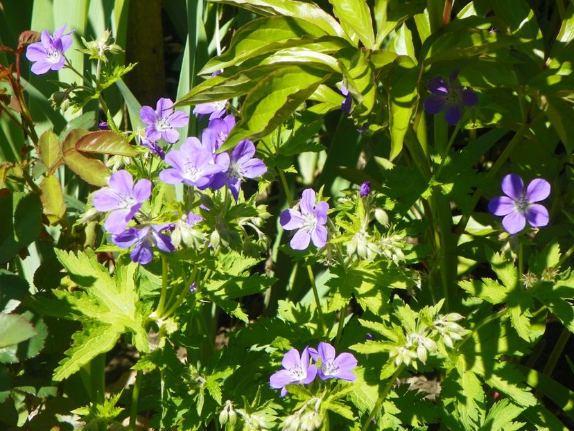 Mayflower - Geranium 2017