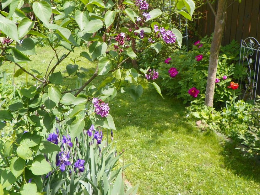 11 mai (50) - Gradina 2017